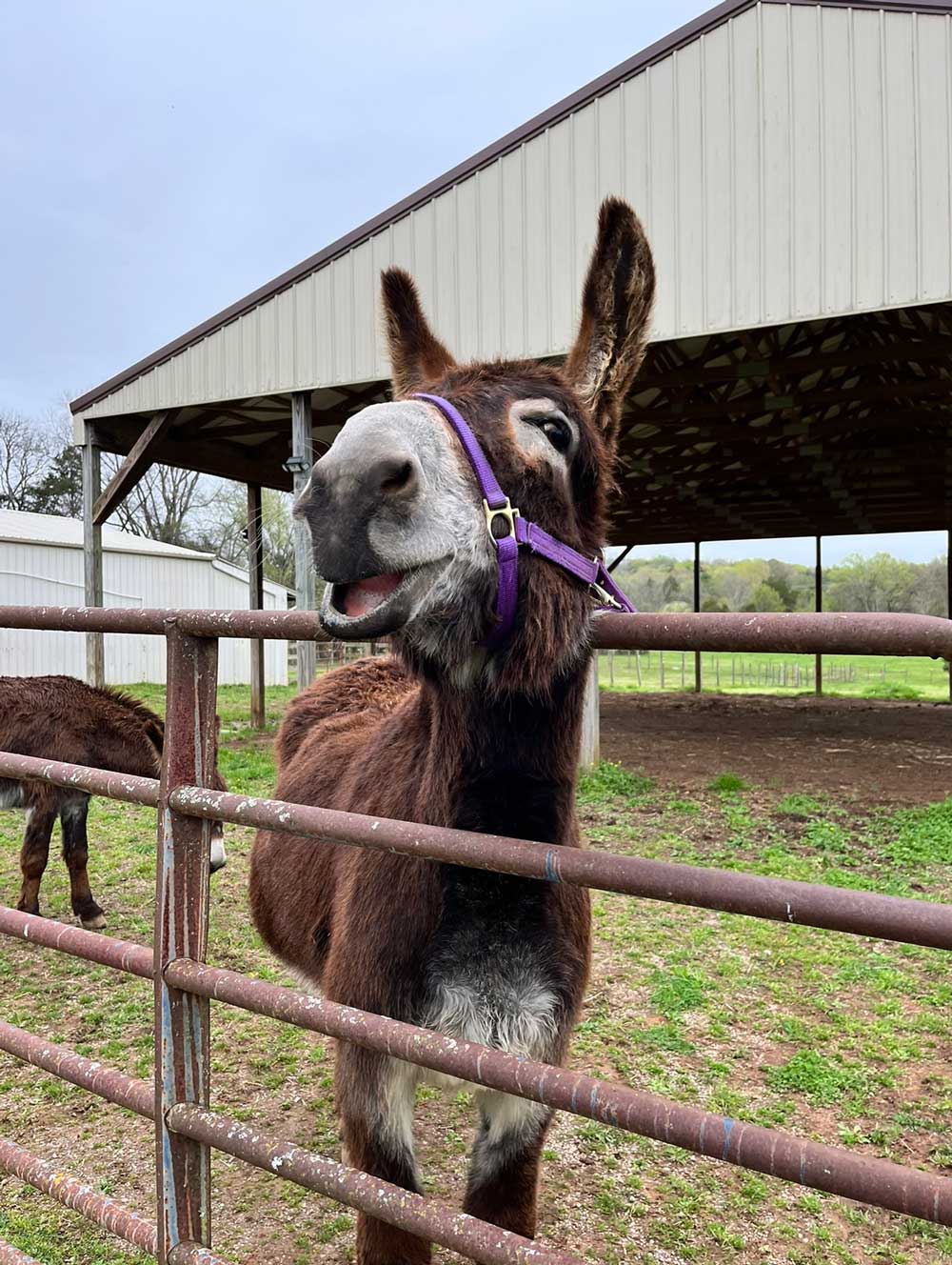Nester and Nelda donkeys at the farm