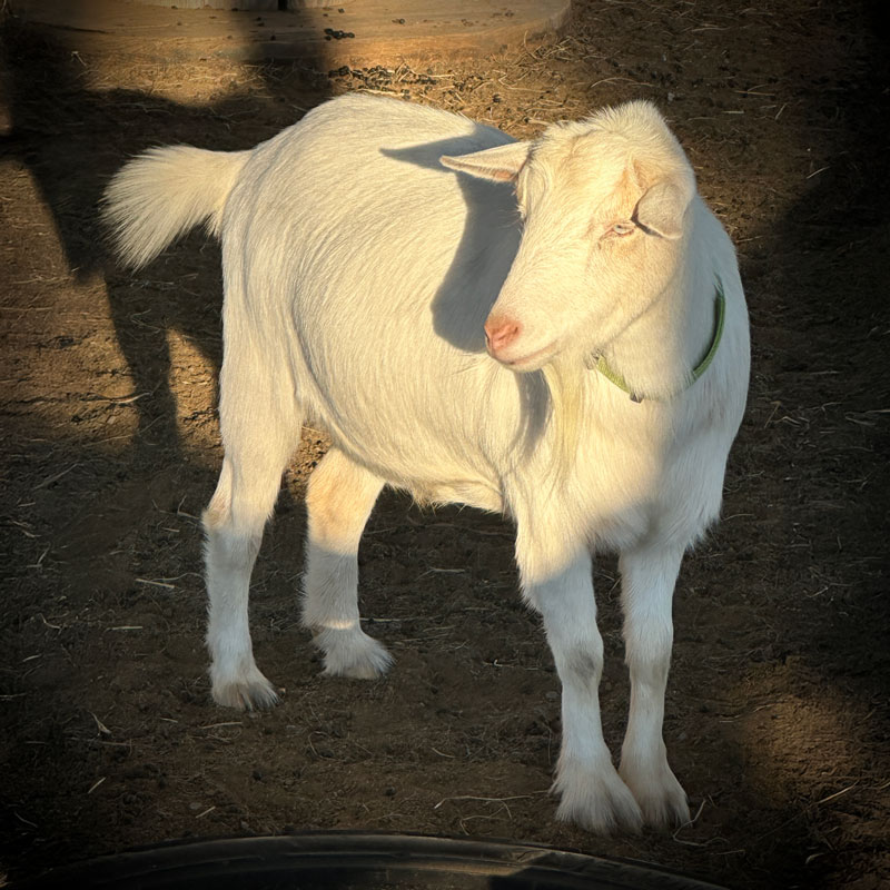 Journey 4yr old Nigerian Dwarf