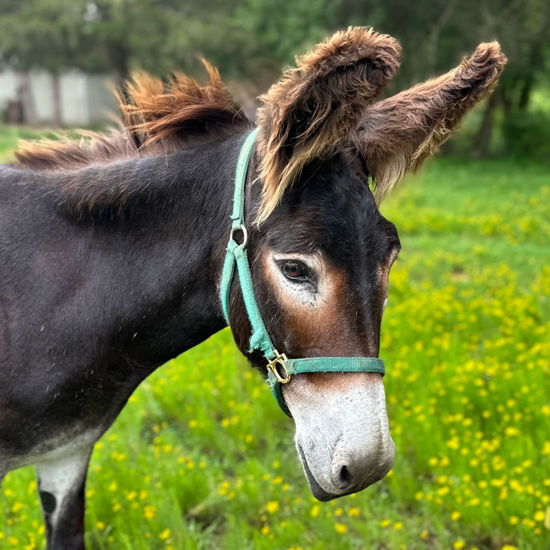 Nelda the Donkey