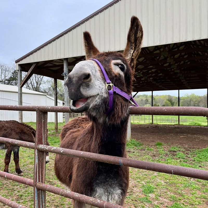 Nester the Donkey