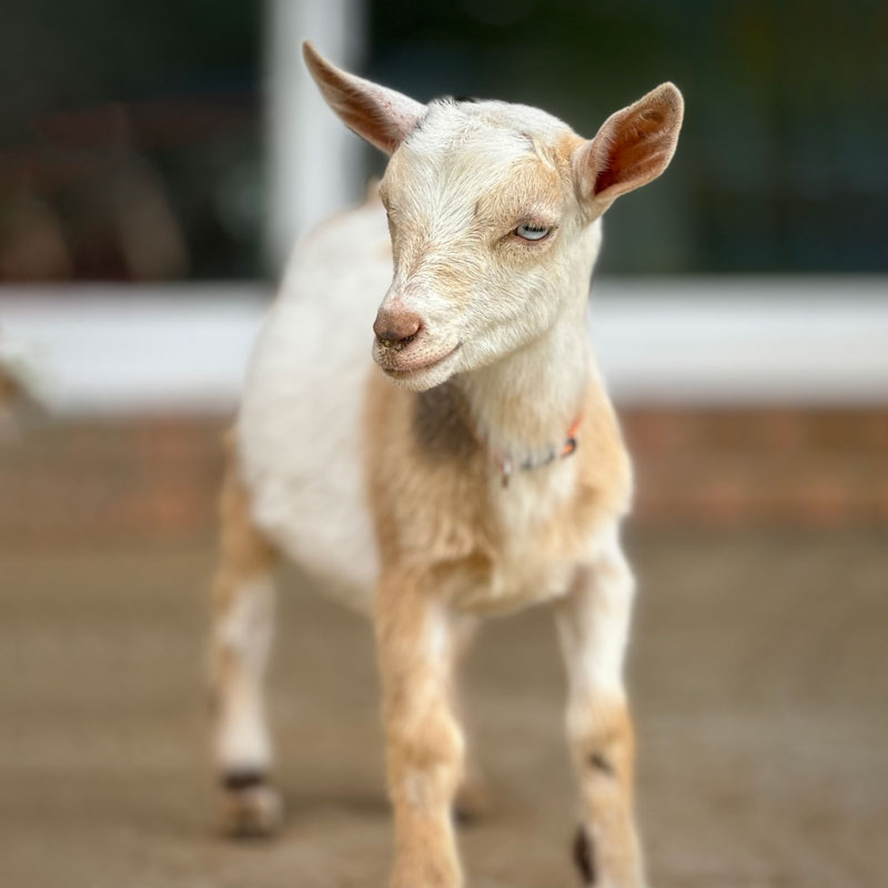 Nigerian Dwarf Frank Sinatra aka “Ole Blue Eyes” (wether)