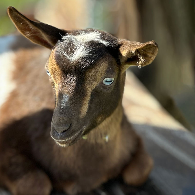 Nigerian Dwarf “John Legend” (wether)