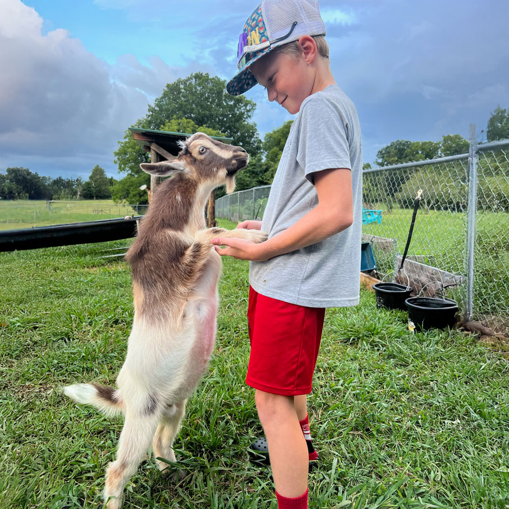 therapy goat with visitor