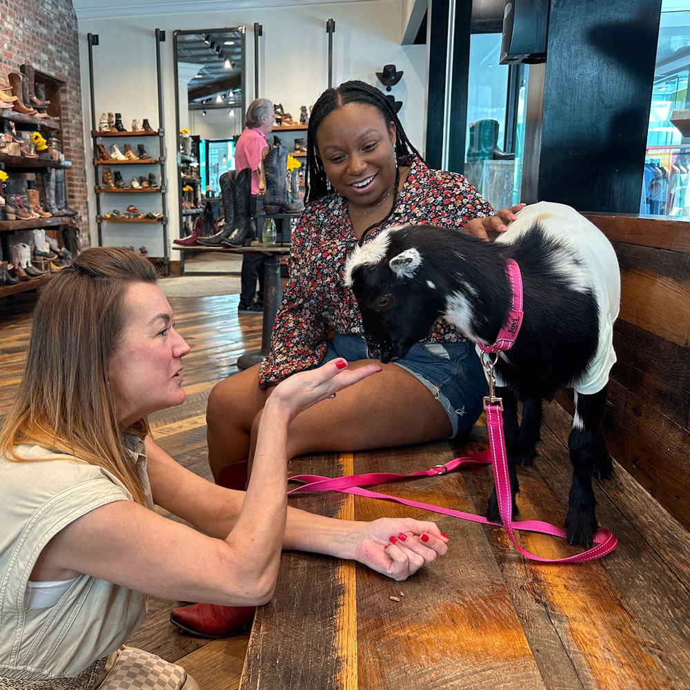 goat in shoe store