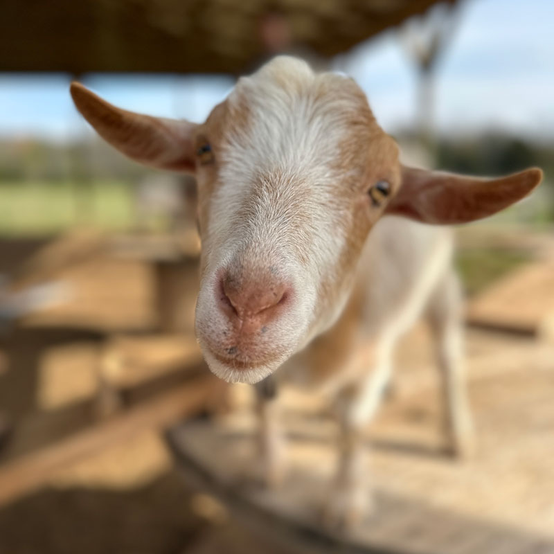 Dwarf Goat, Heart